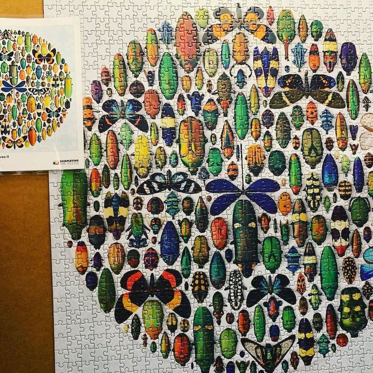 Puzzle of various bugs in a circle shape